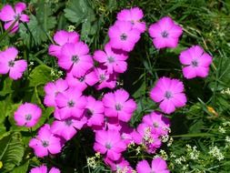 Alpine carnation on a mountain meadow