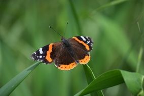 wild butterfly on the green grass