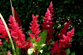 Astilbe arendsii, purple plant in summer garden close-up