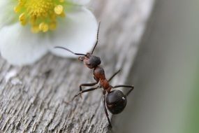 ant and white bud closeup