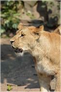 predatory lioness in a zoo