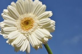 impressive gerbera flower white
