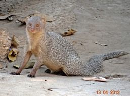 mongoose indian gray india