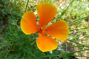bright wildflower closeup