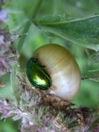 the bug is crawling on the snail