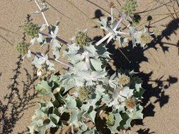 prickly plant on sand