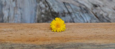 very beautiful chrysanthemum