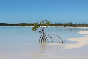 tree in the water on the beach