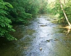 quiet stream among the forest
