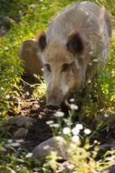 brown boar looking straight at wild