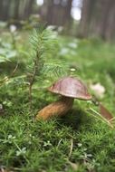 mushroom in green grass in the forest