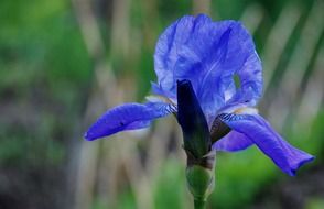 Blue tropical flower in the garden