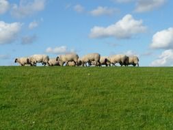 flock of sheep group