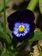 dark purple pansy flower