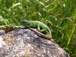 green sand lizard on a gray stone