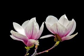 Two white magnolia buds