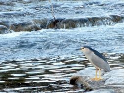 black crowned night heron bird near river