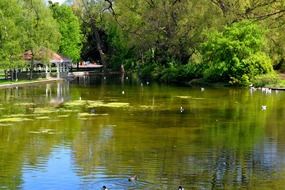 picture of the green pond in a park
