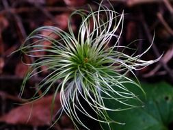 Picture of golden clematis plant
