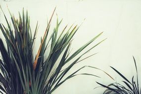 palm leaves against a gray sky
