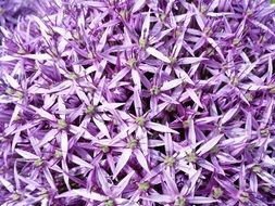 surprising beauty purple flowers