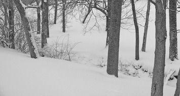 forest after snowfall