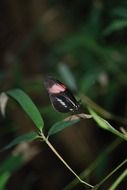 delicate butterfly in wildlife