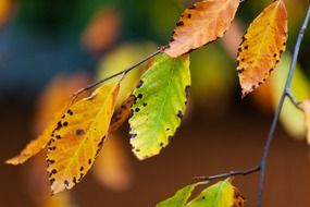 autumn beech branch