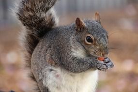 cute fluffy squirrel eats