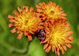closeup picture of cute orange summer flowers