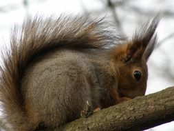 fluffy squirrel in the wildlife