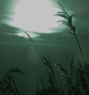 silhouettes of the reed at night