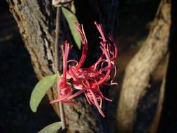 incomparable flower wild