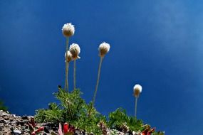 Beautiful white wildflowers at blue sky background