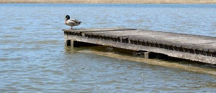 duck on the boardwalk