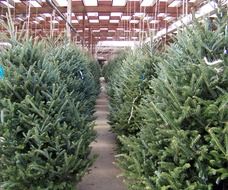 sale of firs for Christmas