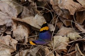 Beautiful and colorful butterfly on the leaves