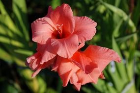 bright pink flowers in sunny day