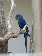 blue parrot is an exotic bird