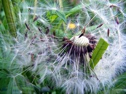 dandelion flower with seeds among weeds