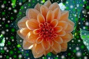 Orange dahlia flower clipart