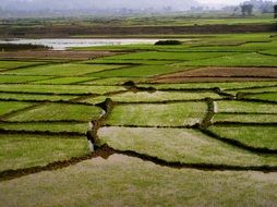 rice fields in Vietnam