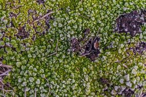 moss on a green meadow
