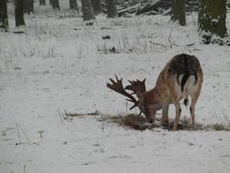 foraging wild fallow deer in winter