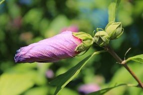 purple flower bud on the bush