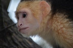 playful monkey animal portrait