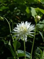 Close-up of the beautiful, white dahlia with green leaves in the garden