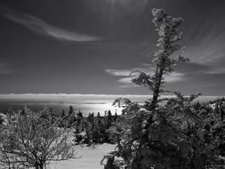 snow-covered empty evening forest