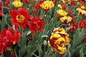 red and yellow double tulips on flower bed