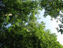 blue sky behind treetops